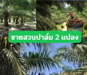 ขายสวนปาล์ม 2 แปลง ต.ท่าสะอาด อ.เซกา จ.บึงกาฬ